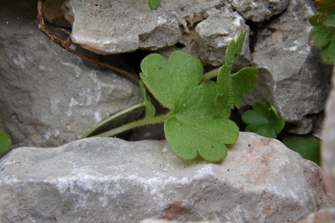 Image of Saxifraga sibirica specimen.