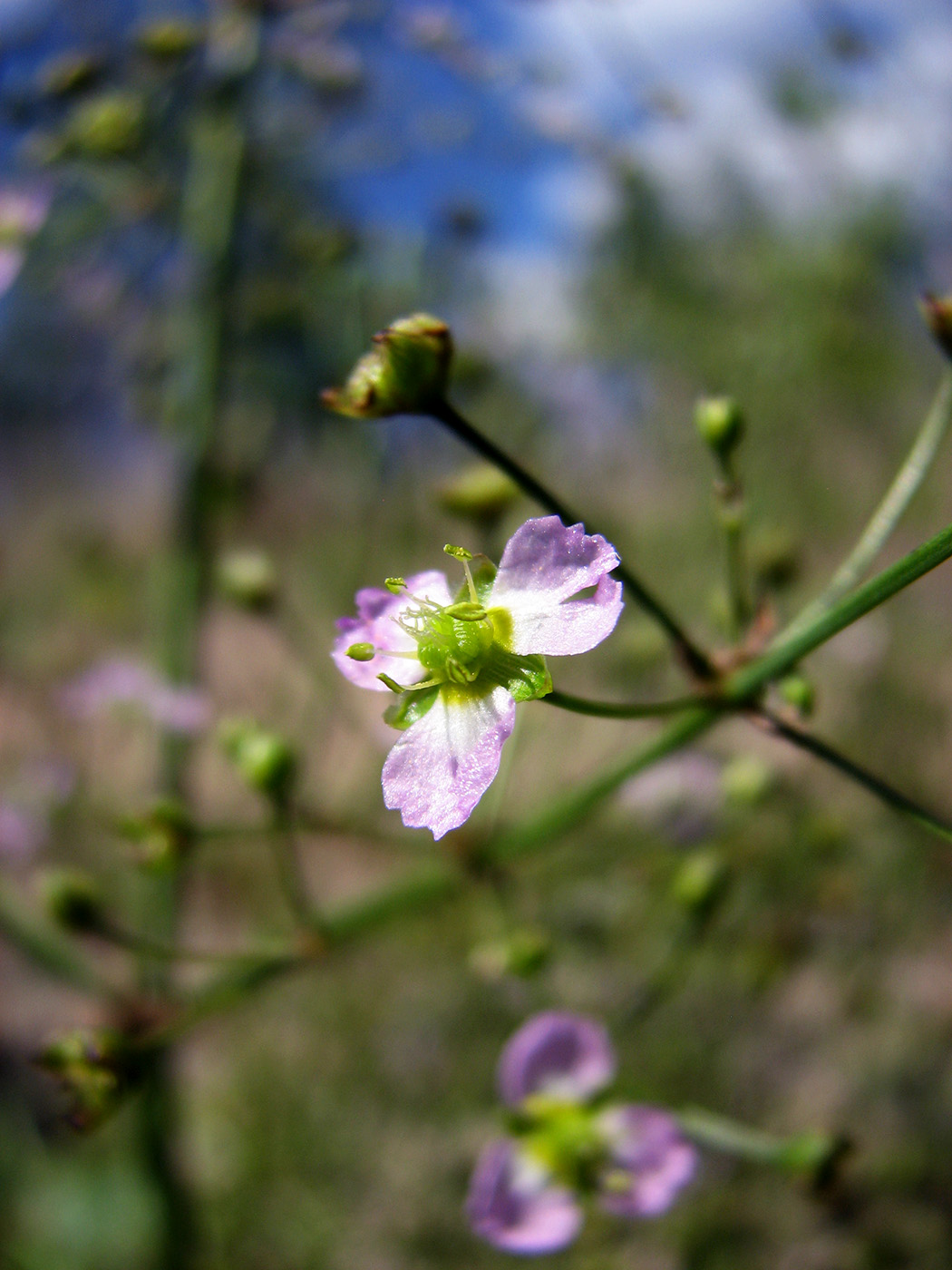 Image of Alisma lanceolatum specimen.