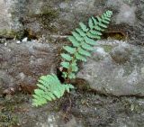 Polystichum braunii. Вегетирующее растение. Краснодарский край, г. Краснодар, в кладке цоколя дома. 11.08.2017.