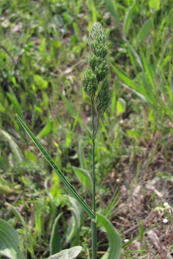 Image of Dactylis hispanica specimen.