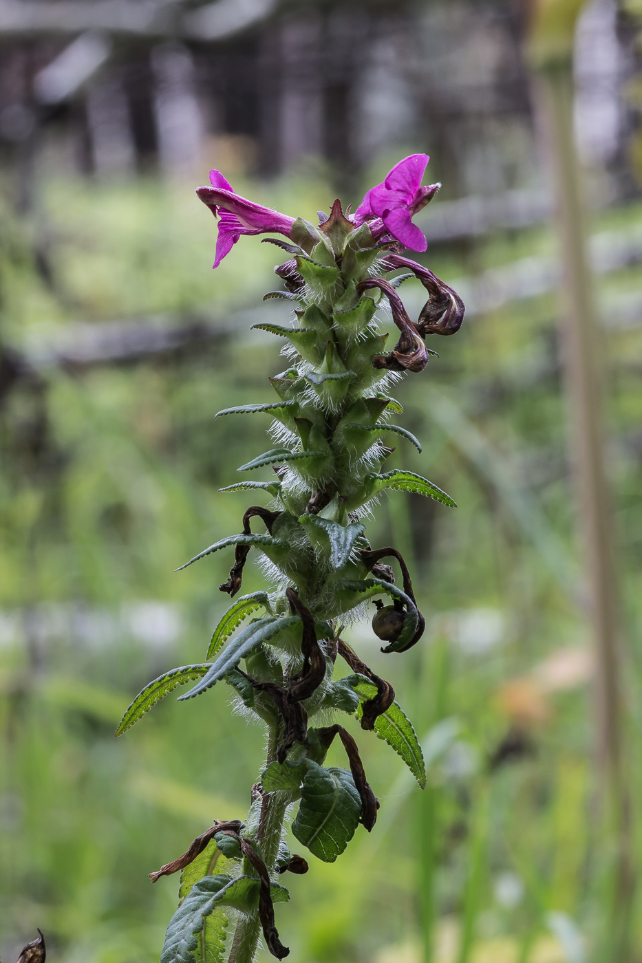 Изображение особи Pedicularis resupinata.