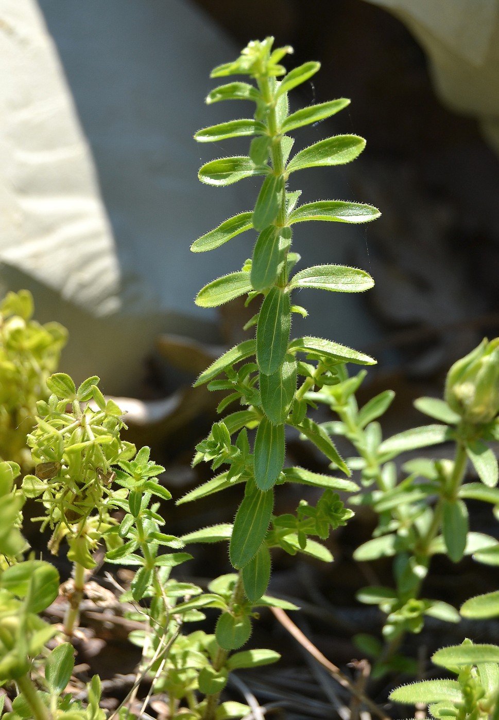 Image of Cruciata taurica specimen.