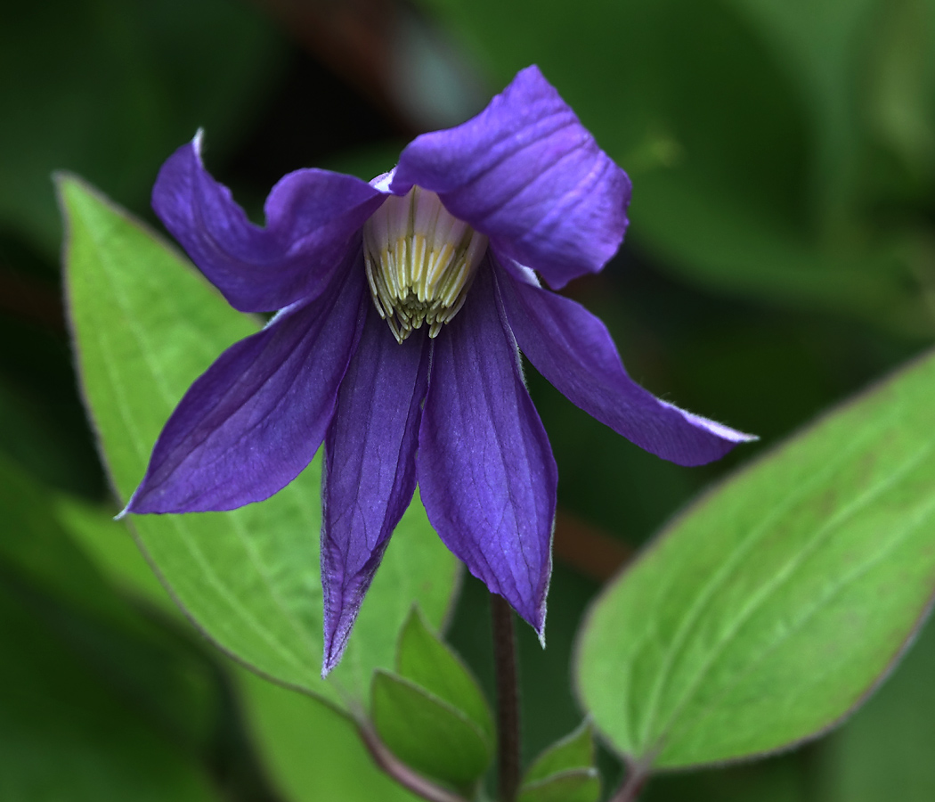 Image of Clematis &times; jackmanii specimen.