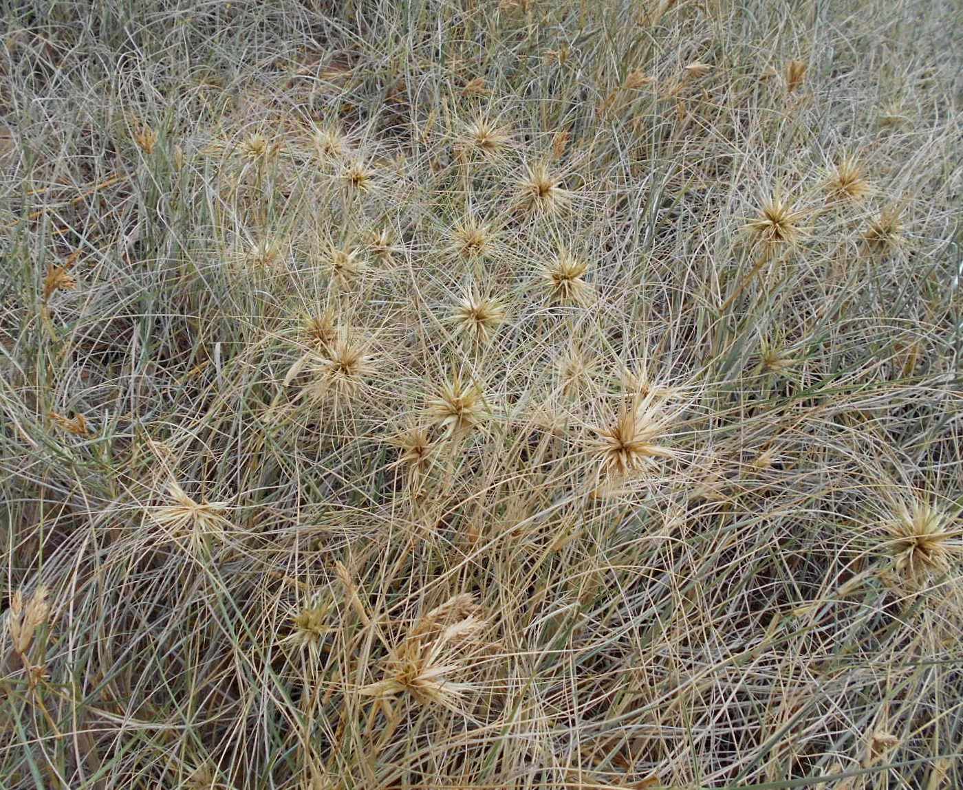 Изображение особи Spinifex sericeus.