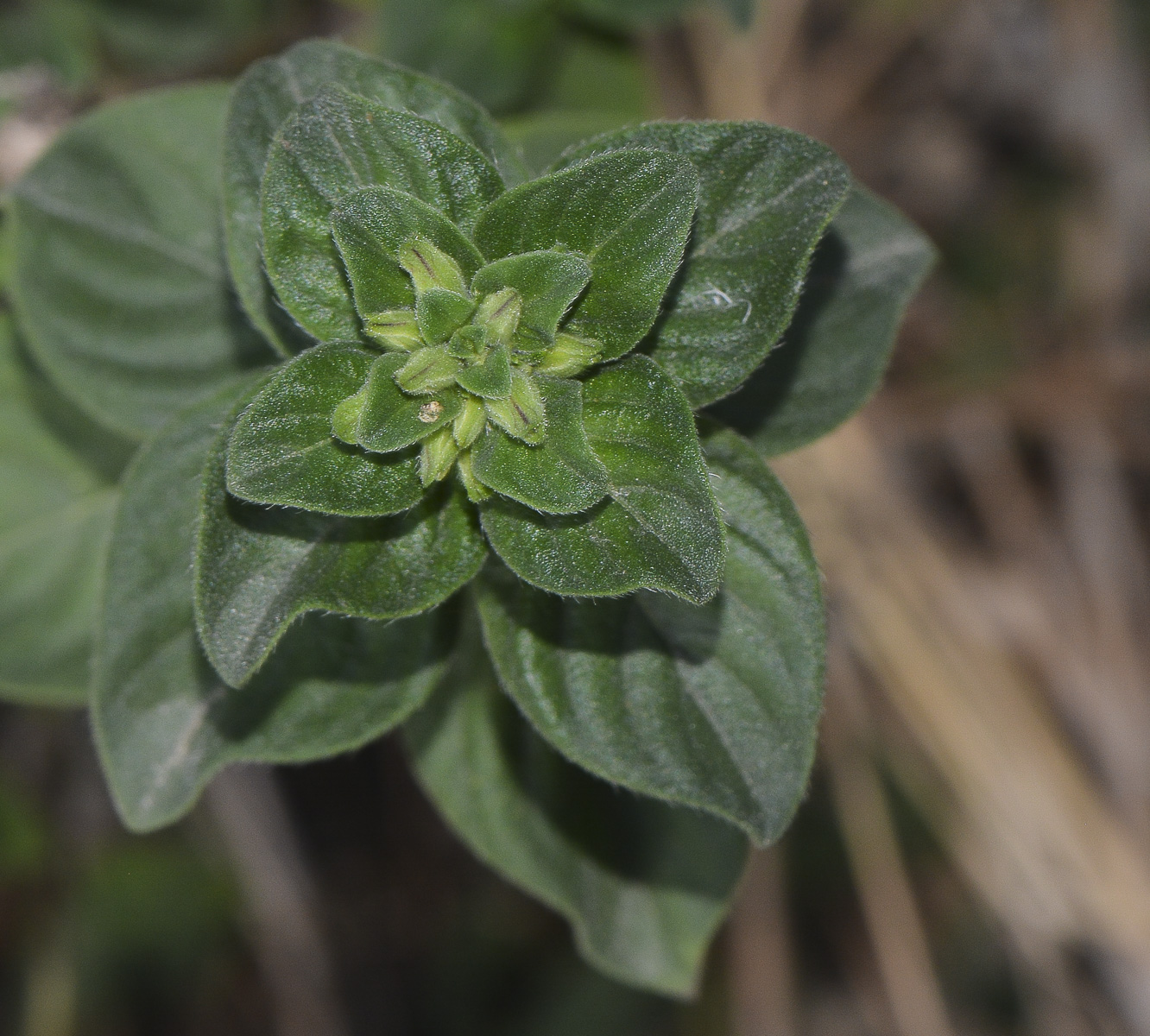 Image of Barleria obtusa specimen.