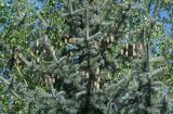 Picea pungens form glauca. Верхушки веток с шишками. Восточный Казахстан, г. Усть-Каменогорск, парк Жастар, в культуре. 07.05.2017.