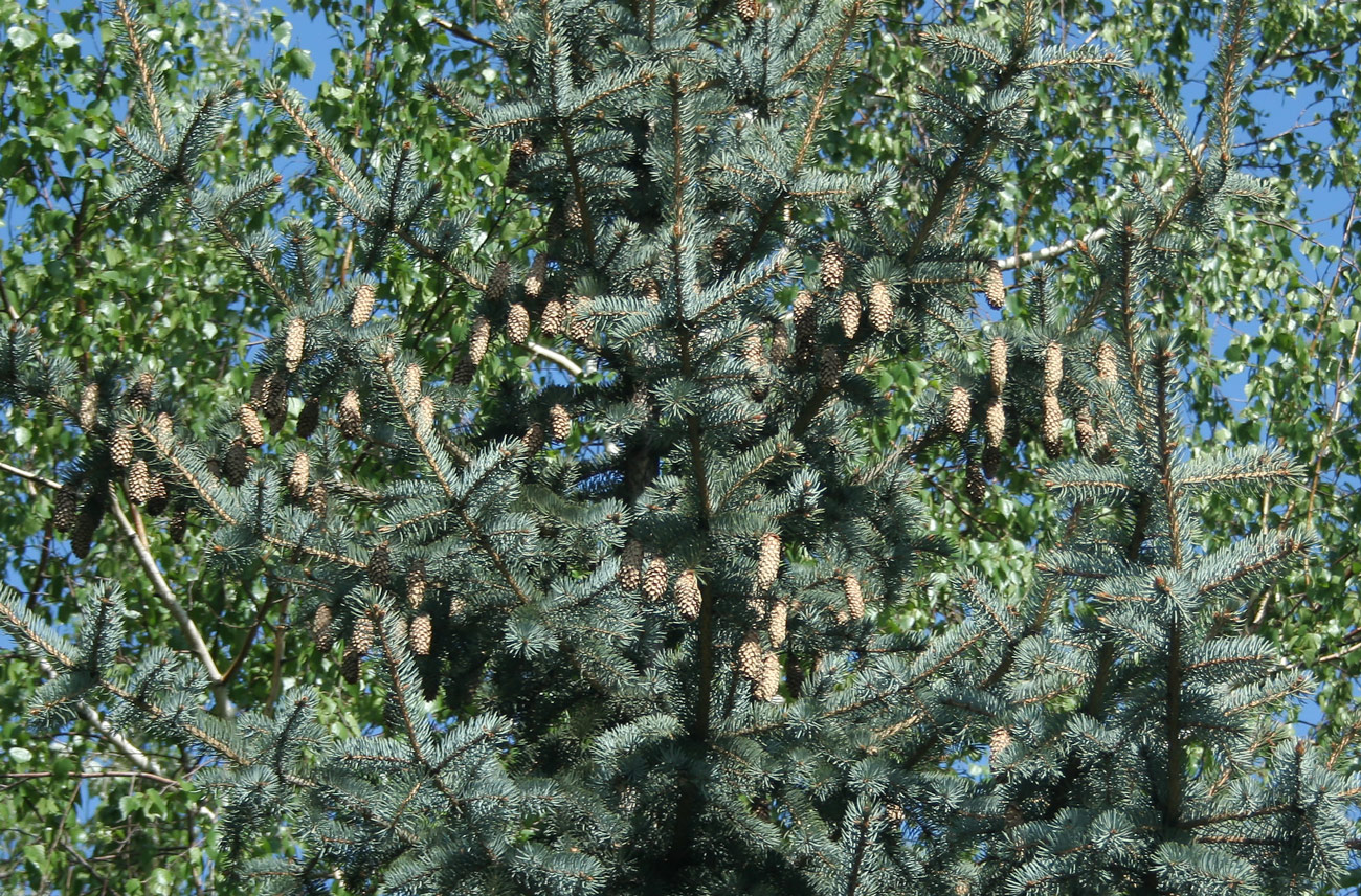 Image of Picea pungens f. glauca specimen.