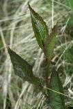 genus Crepis