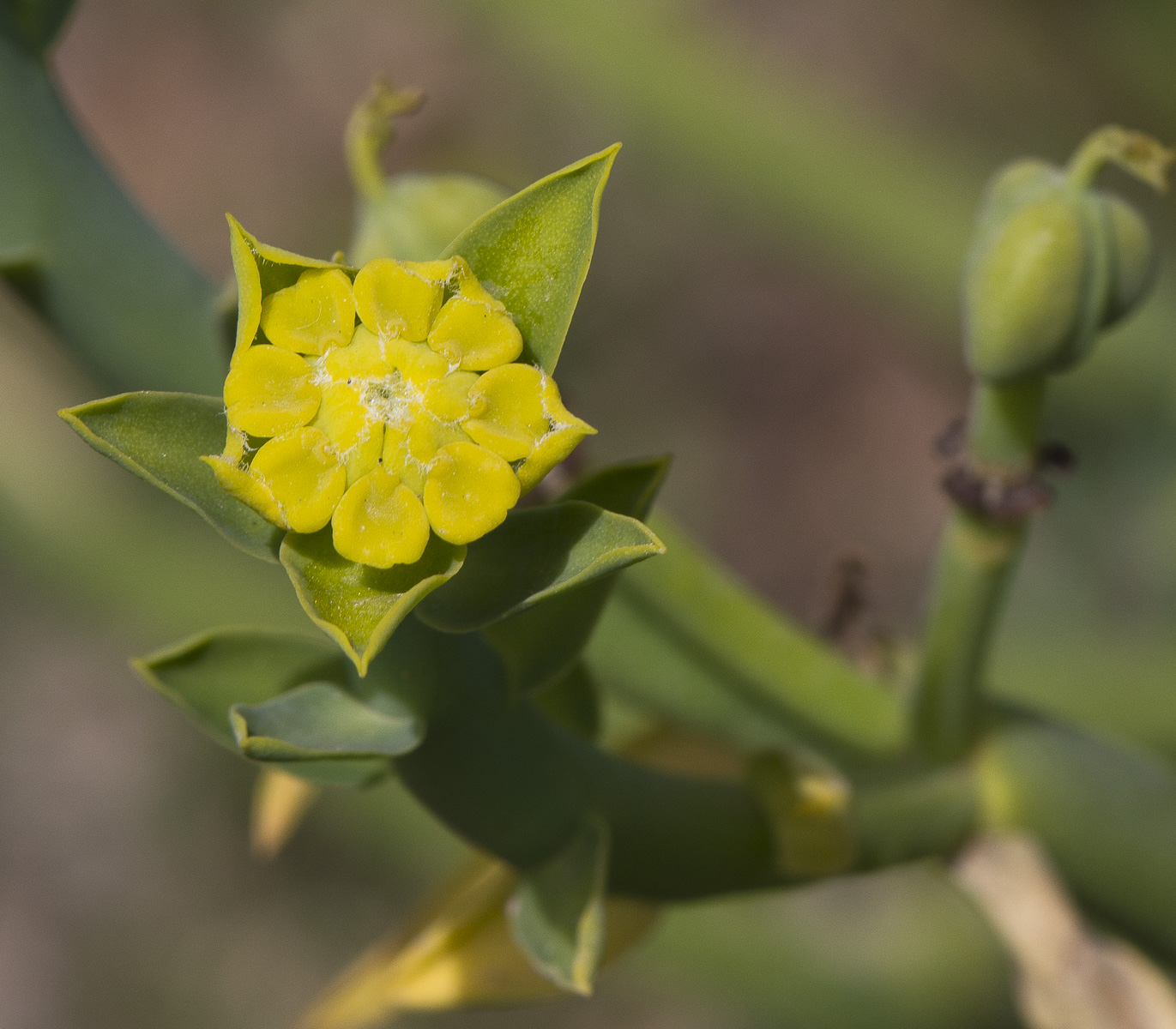 Image of Euphorbia mauritanica specimen.