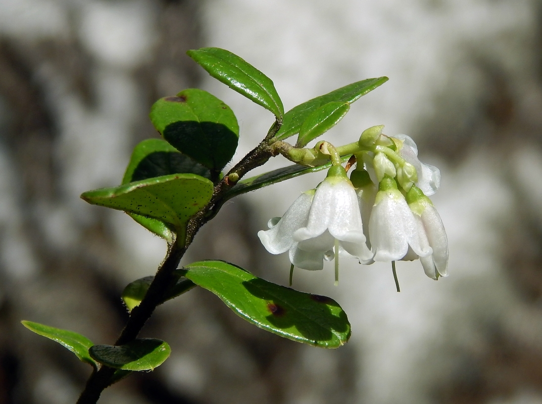 Image of Vaccinium vitis-idaea specimen.