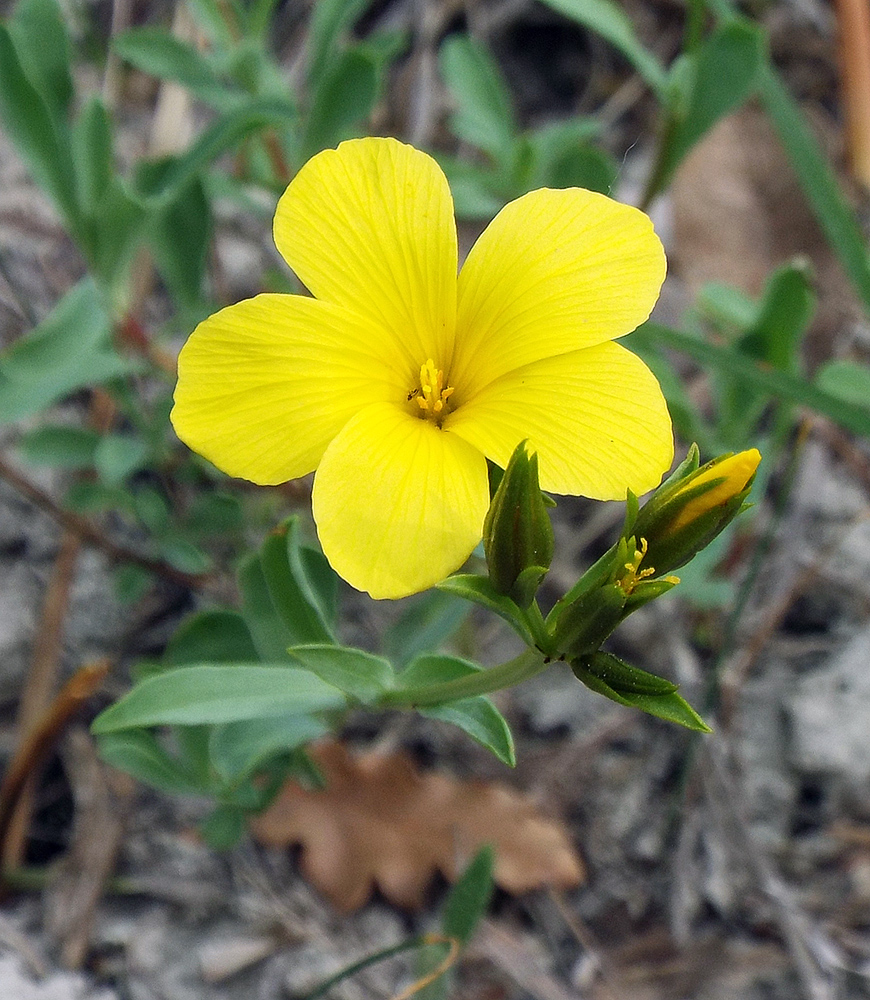 Image of Linum tauricum specimen.