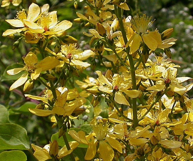 Image of genus Hypericum specimen.