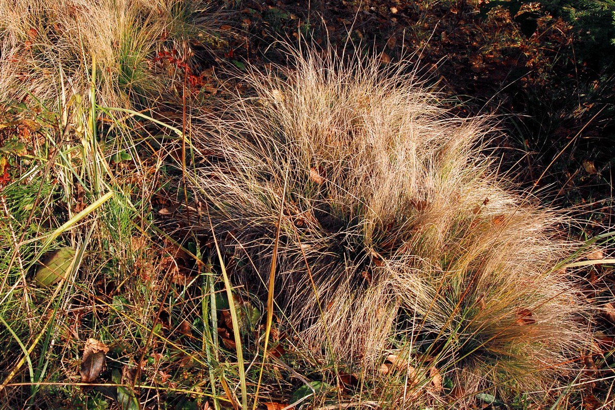 Image of Nardus stricta specimen.