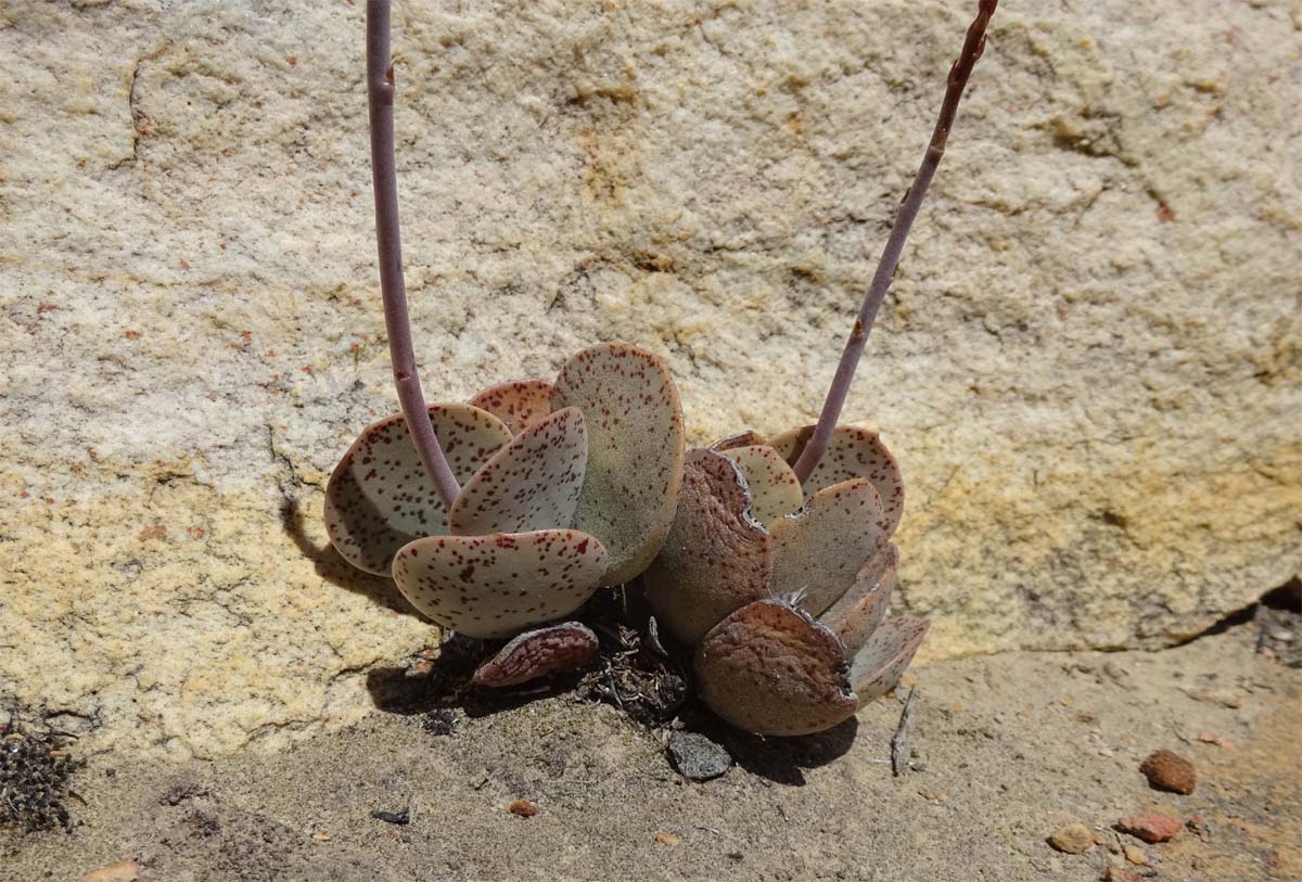 Изображение особи Adromischus maculatus.