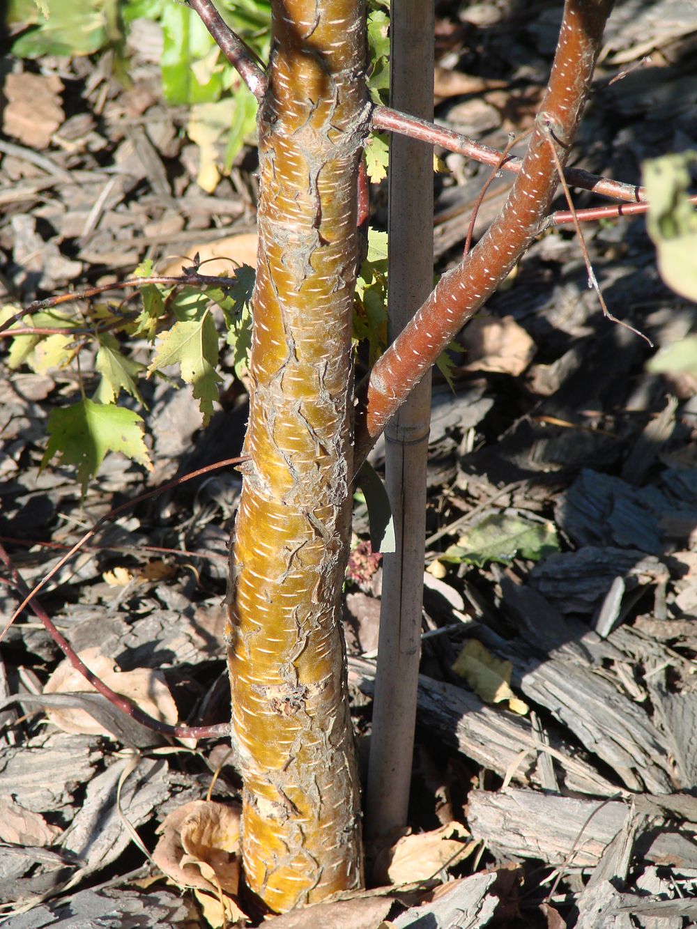 Image of Betula pendula f. dalecarlica specimen.