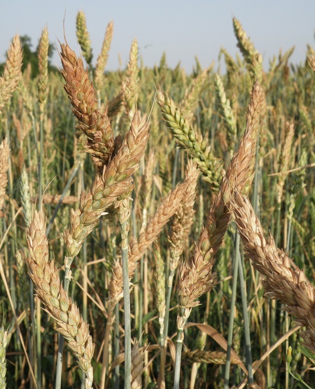 Image of genus Triticum specimen.