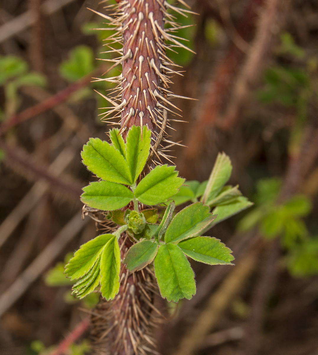 Изображение особи Rosa acicularis.