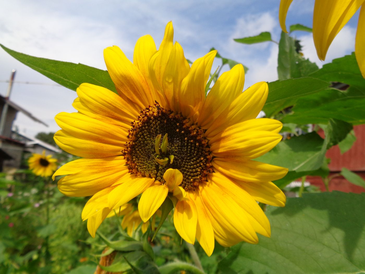 Image of Helianthus annuus specimen.