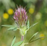 Trifolium dasyurum. Верхушка побега с соцветием. Республика Кипр, г. Никосия (Λευκωσία), Национальный Лесной парк Аталасса (Εθνικό Δασικό Πάρκο Αθαλάσσας). 25.03.2019.