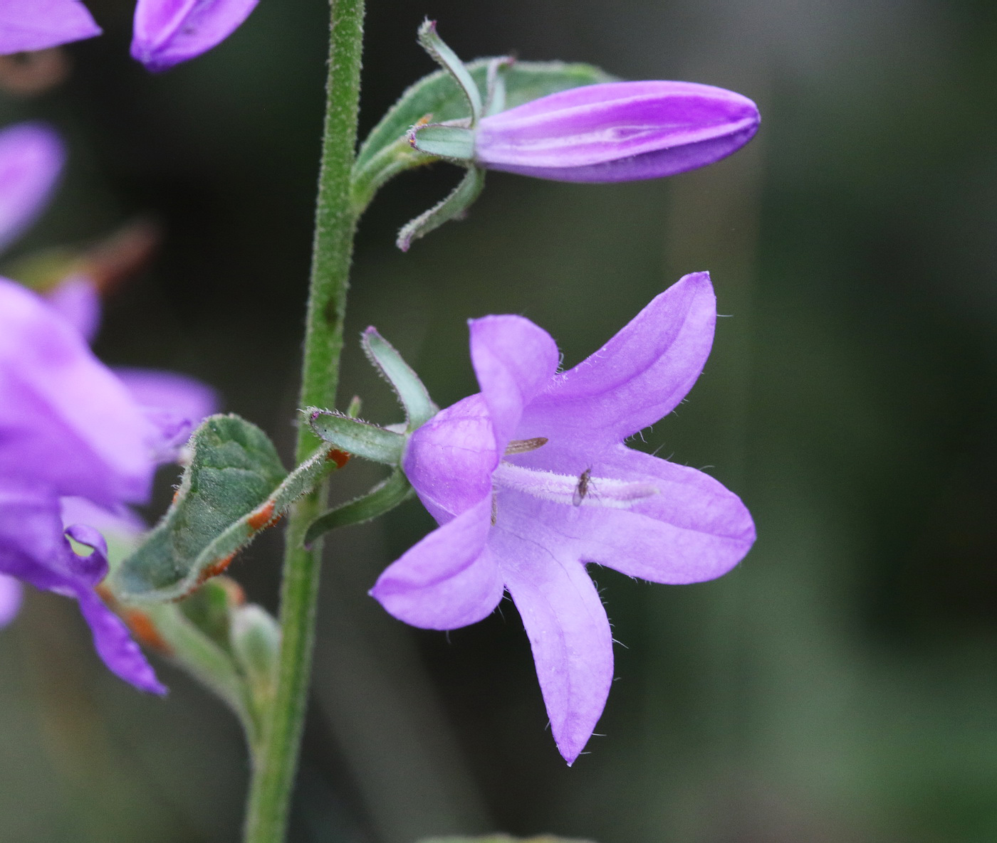 Изображение особи род Campanula.