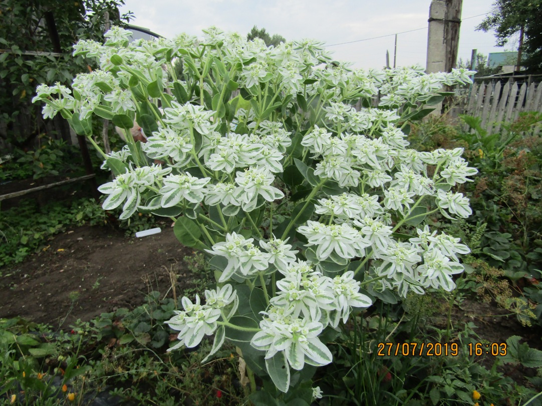 Image of Euphorbia marginata specimen.