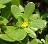 Portulaca oleracea