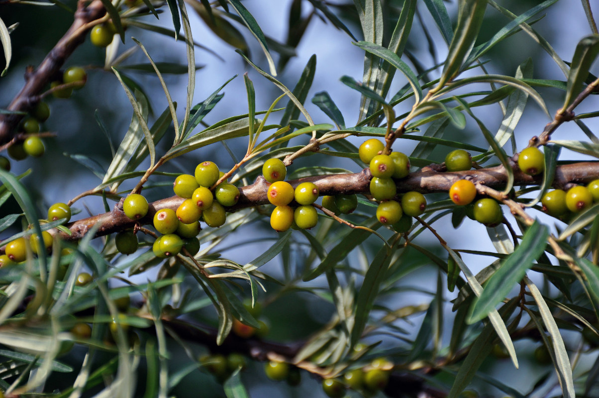 Изображение особи Hippophae rhamnoides.