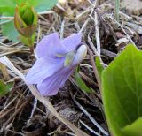 Viola epipsiloides. Цветок. Берингово море, Карагинский зал., о. Верхотурова, тундра. 17.06.2019.