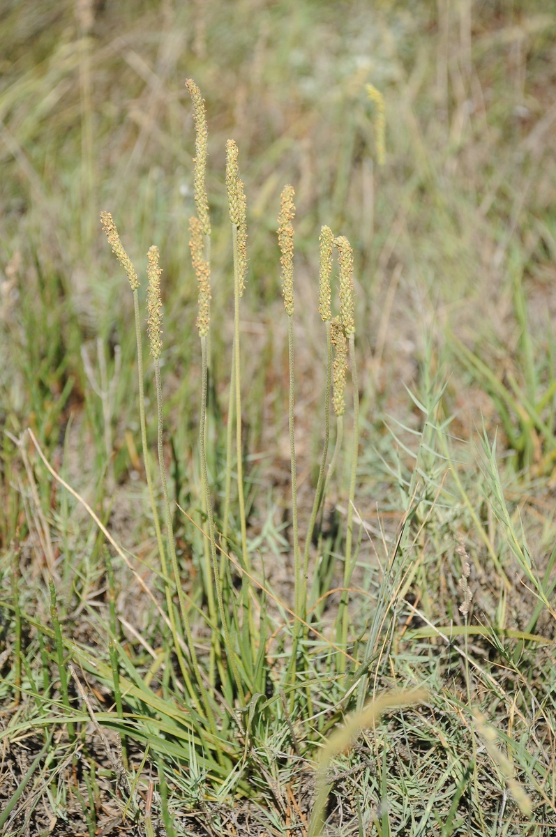 Изображение особи Plantago salsa.