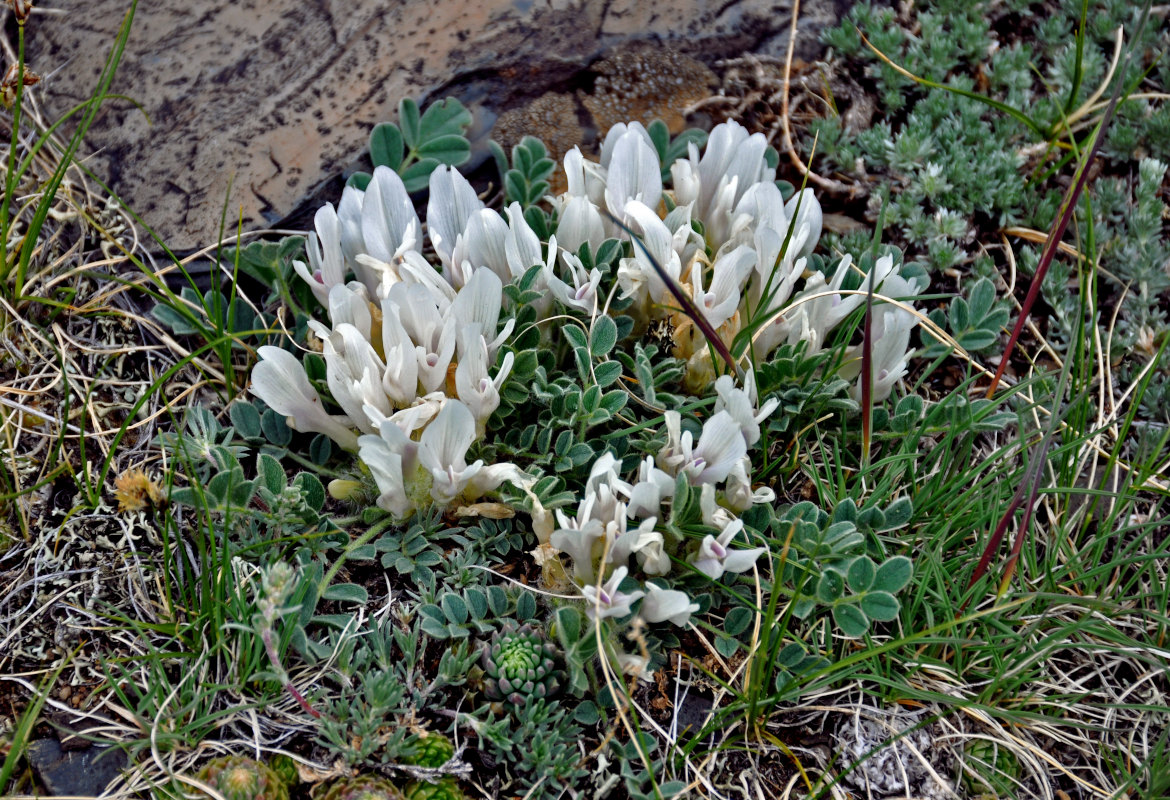 Image of Astragalus hypogaeus specimen.