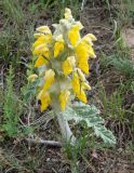 Phlomoides speciosa. Цветущее растение. Кыргызстан, Иссык-Кульская обл., Семёновское ущелье, задернованный склон. 01.06.2019.