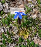 Gentiana uniflora. Цветущее растение (вокруг видны листья Dryas oxyodonta). Алтай, Улаганский р-н, окр. с. Акташ, Курайский хребет, гора Лысуха, ≈ 2700 м н.у.м., горная тундра. 21.06.2019.