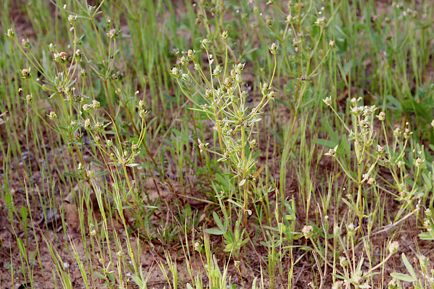 Изображение особи Plantago sarcophylla.