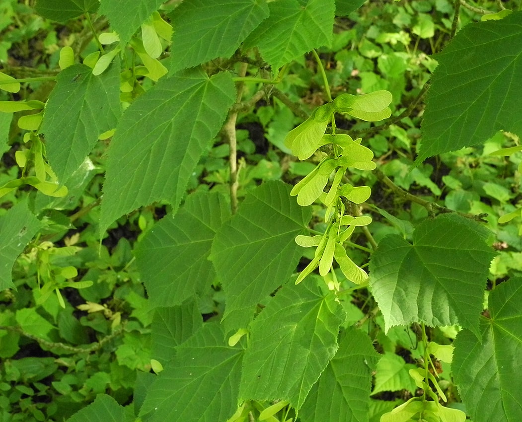 Image of Acer tegmentosum specimen.