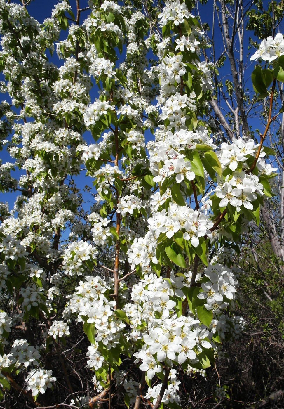 Изображение особи Pyrus communis.