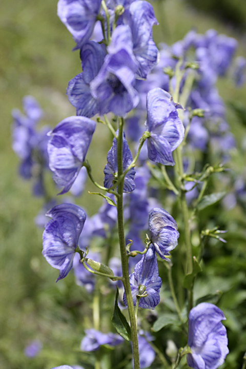 Image of Aconitum talassicum specimen.