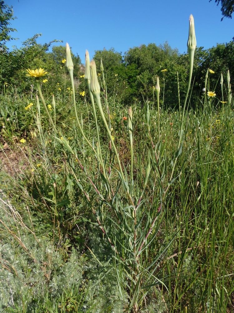 Image of Tragopogon dubius ssp. major specimen.