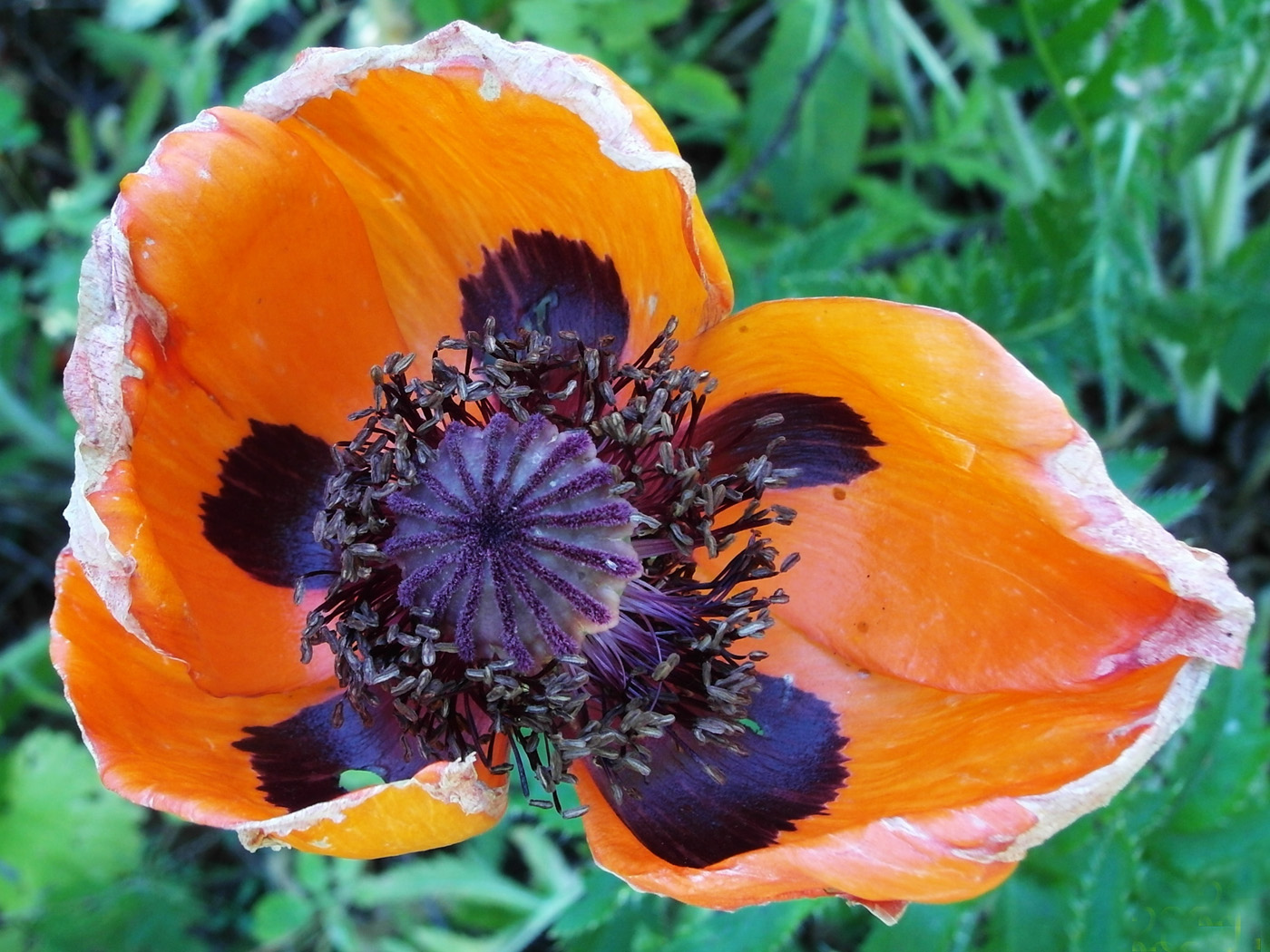 Image of Papaver setiferum specimen.