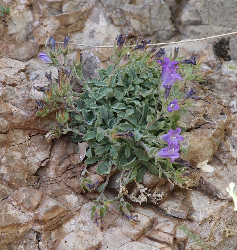 Image of Campanula karakuschensis specimen.