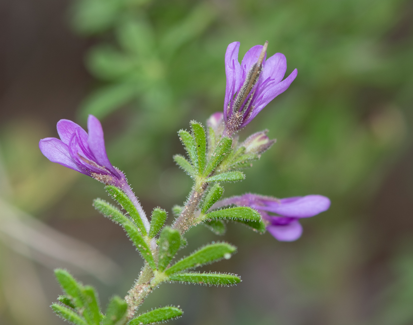 Image of Cleome rubella specimen.