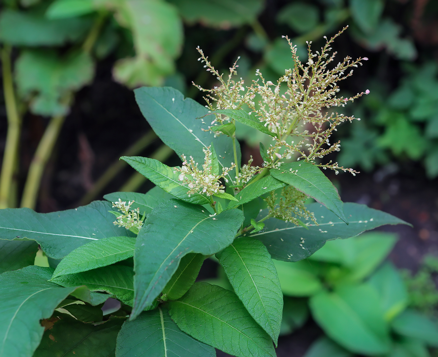 Изображение особи Aconogonon weyrichii.