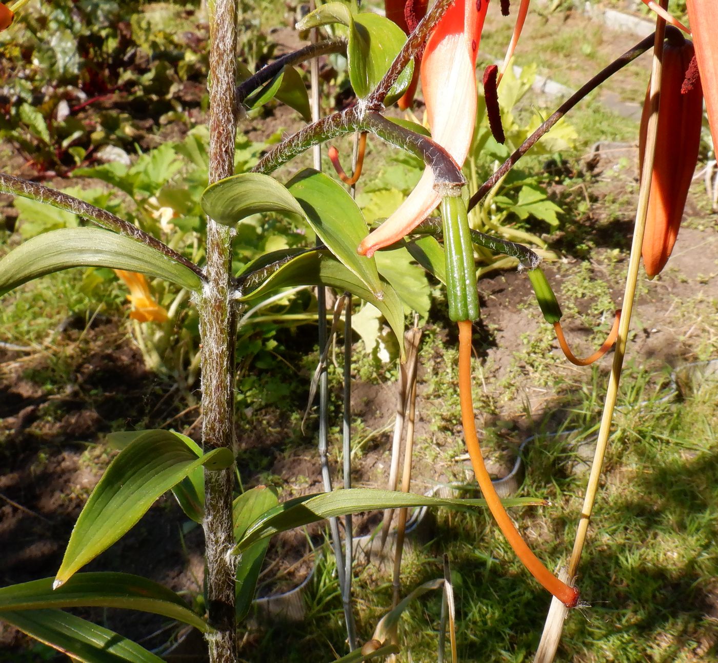 Image of Lilium lancifolium specimen.