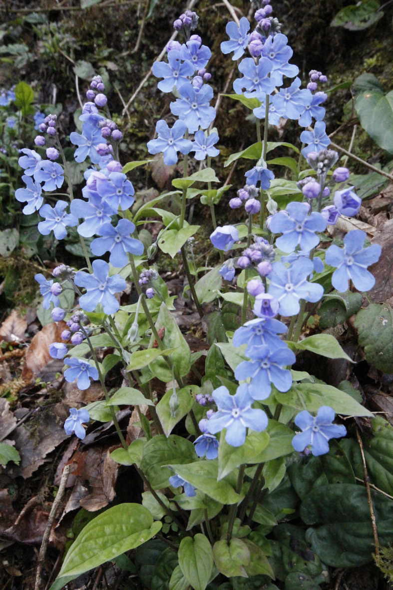 Изображение особи Omphalodes cappadocica.