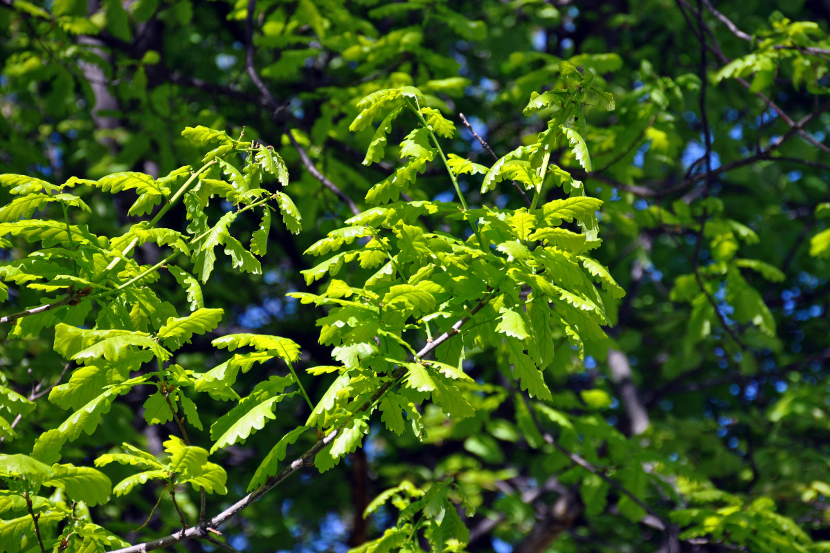 Image of Quercus robur specimen.