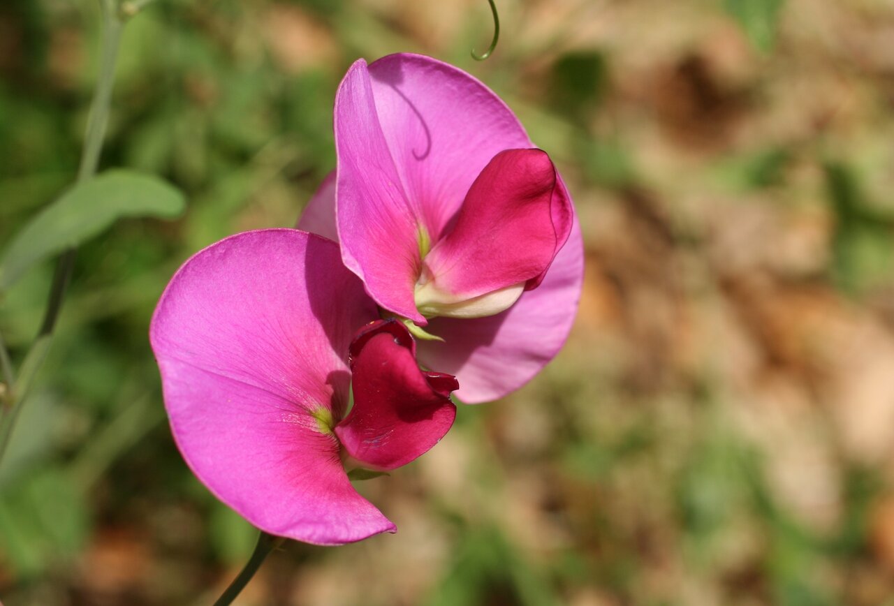 Image of Lathyrus grandiflorus specimen.