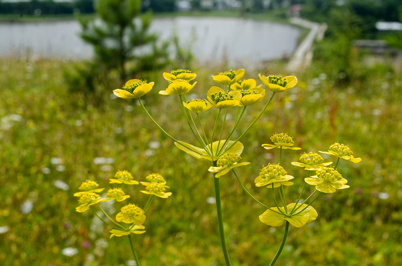 Image of Bupleurum longifolium ssp. aureum specimen.