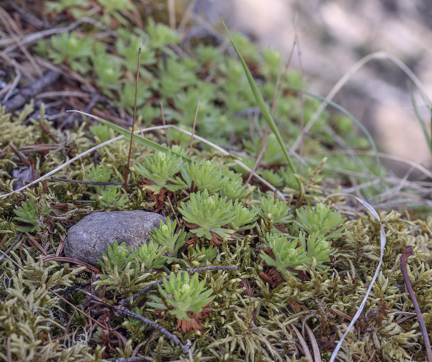 Изображение особи Saxifraga cespitosa.