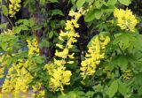 Laburnum anagyroides