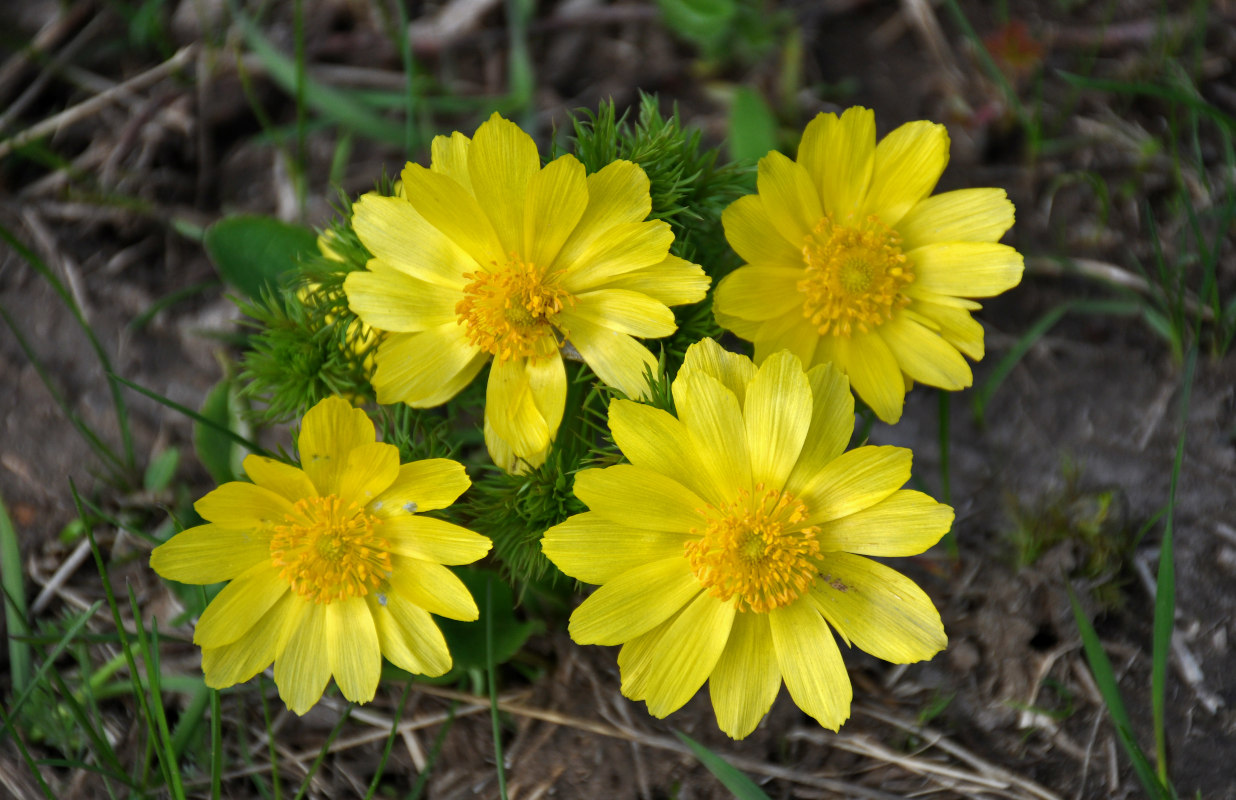 Изображение особи Adonis vernalis.