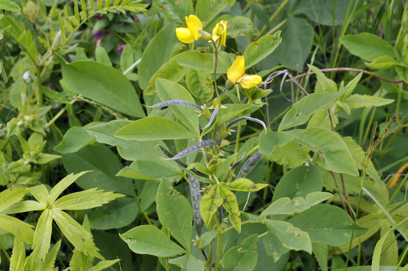 Image of Thermopsis lupinoides specimen.